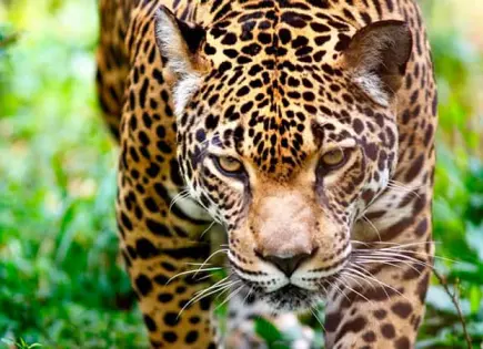 El jaguar, un dios que se recupera