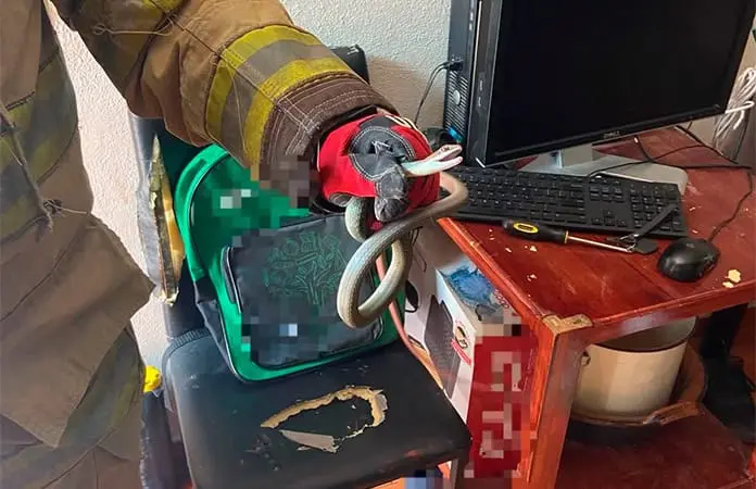 Bomberos atrapan víbora en una casa