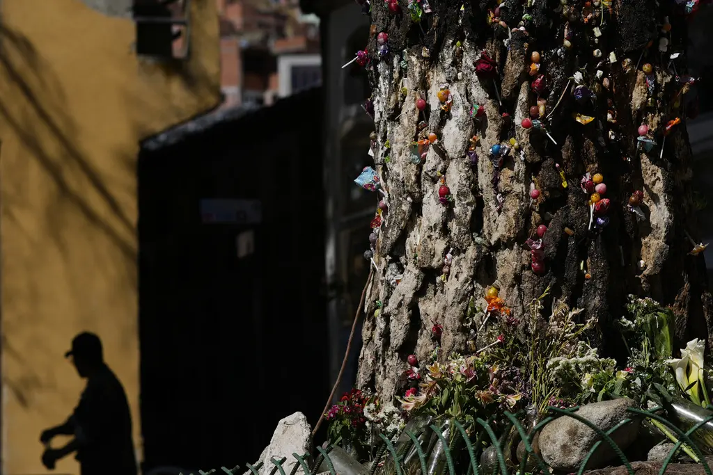 Veneración al árbol milagroso en La Paz: un fenómeno de devoción