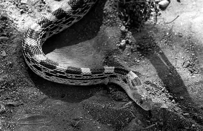 Bomberos atrapan víbora en una casa