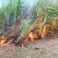 La próxima zafra iniciaría a mediados de noviembre