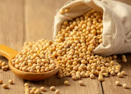 Lentejas, garbanzos y soya: legumbres que aportan proteínas y cuidan tu salud