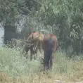 Sancionarán el uso de animales de tiro