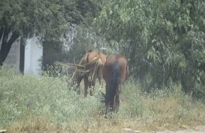 Sancionarán el uso de animales de tiro