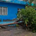 Se desploma árbol durante la madrugada