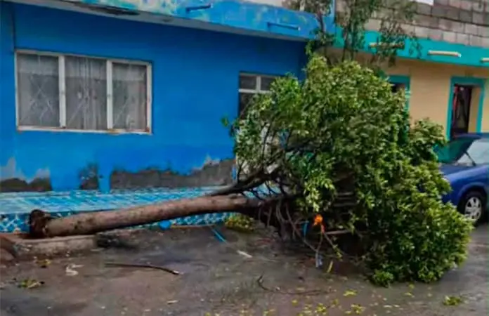 Se desploma árbol durante la madrugada
