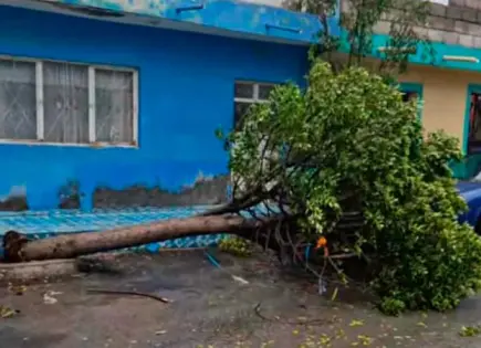 Se desploma árbol durante la madrugada