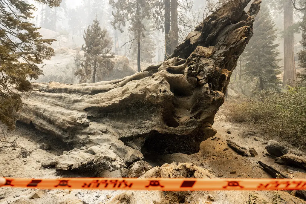 Incendio en Bosque Nacional Sierra afecta secuoyas gigantes