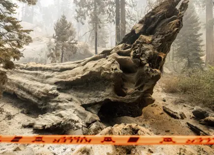 Incendio en Bosque Nacional Sierra afecta secuoyas gigantes