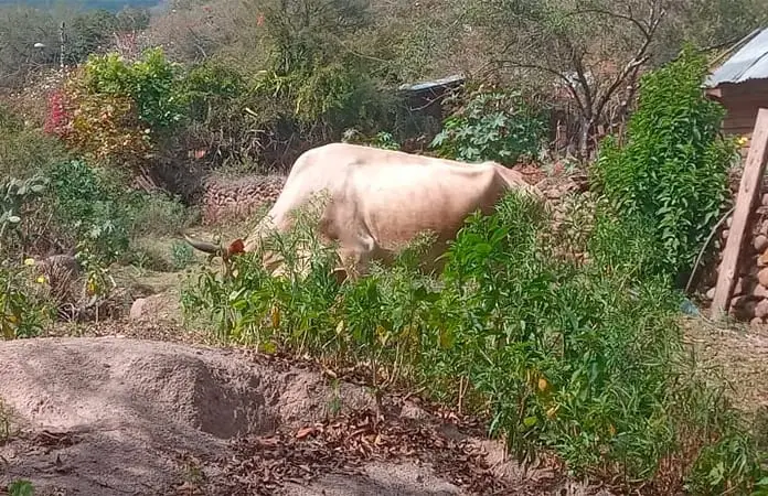 Vacunan ganado por riesgo de rabia
