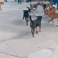 Vecinos demandan una razzia canina
