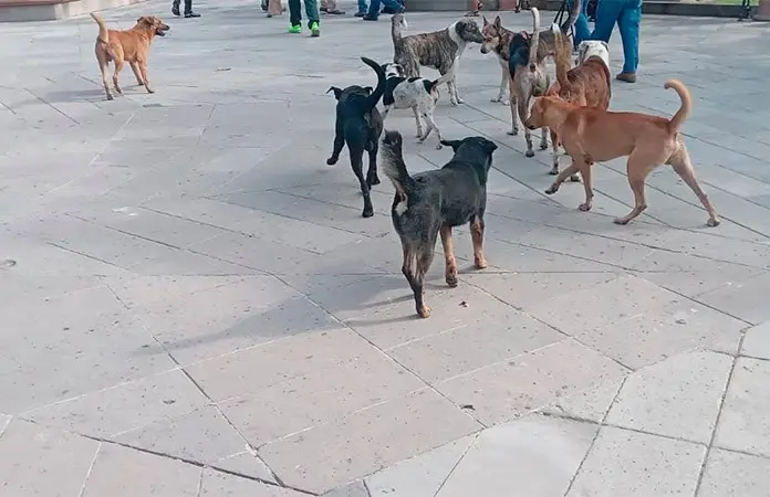 Vecinos demandan una razzia canina