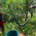 Bomberos rescatan una víbora en Cruz Verde