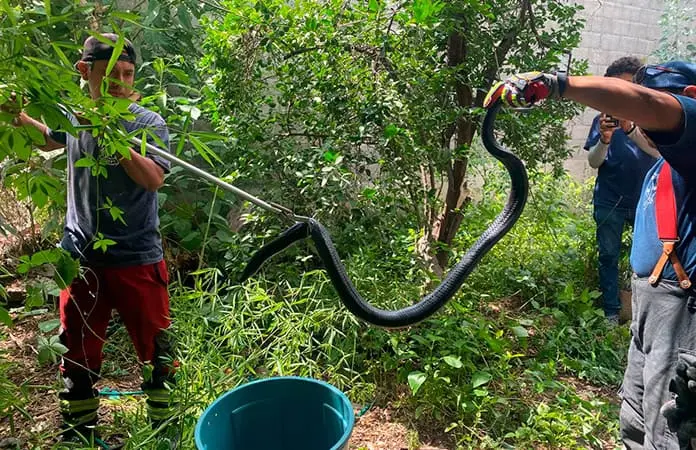 Bomberos rescatan una víbora en Cruz Verde