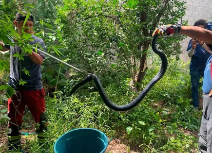 Bomberos rescatan una víbora en Cruz Verde