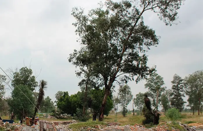 Reportan Servicios Municipales rezago en poda de maleza