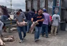Video | Rapiña de puerquitos tras volcadura de tráiler