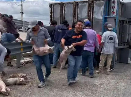 En imágenes | Rapiña de puerquitos tras volcadura de tráiler