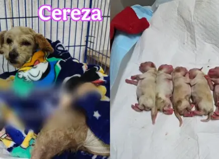Rescatan a perrita embarazada tras explosión de pipa en Iztapalapa