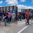 Ahora roban porcinos en volcadura de tráiler