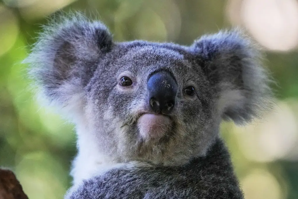 Aprobada Vacuna para Koalas que los Protege de la Clamidia