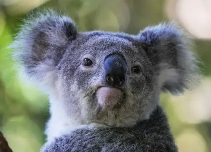 Aprobada Vacuna para Koalas que los Protege de la Clamidia