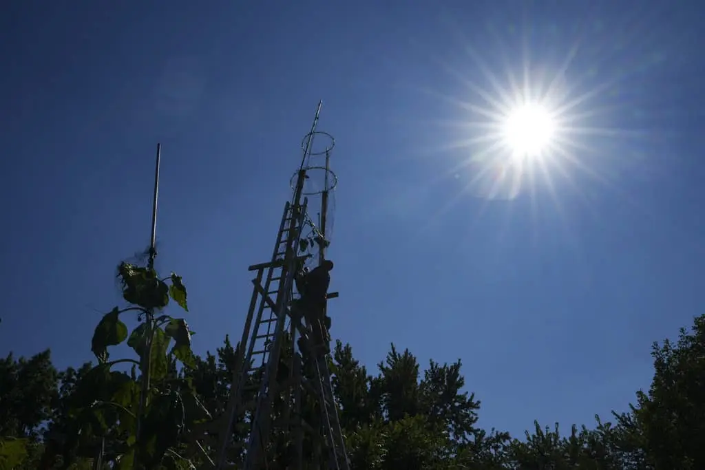 El girasol más alto del mundo florece en Indiana como homenaje a Ucrania