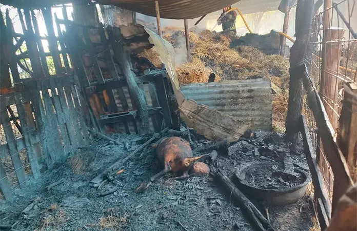 Mueren varios animales calcinados en incendio