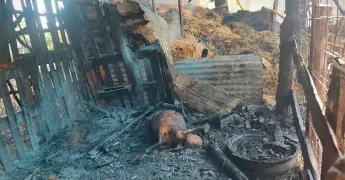 Mueren varios animales calcinados en incendio
