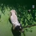 Rescatan Bomberos a un perro, cayó a aljibe