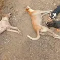 Envenenan a ochenta perros  en dos entidades