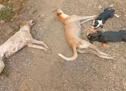 Envenenan a ochenta perros  en dos entidades