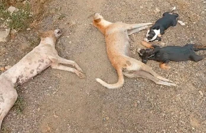 Envenenan a ochenta perros en dos entidades