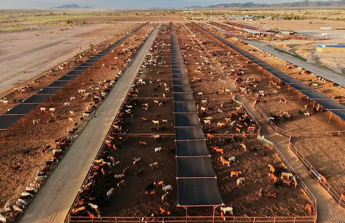 Detectan gusano barrenador en NL