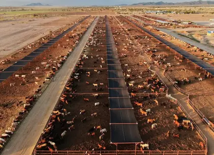 Detectan gusano barrenador en NL