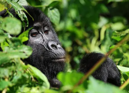 El turismo impulsa la recuperación de gorilas en Uganda
