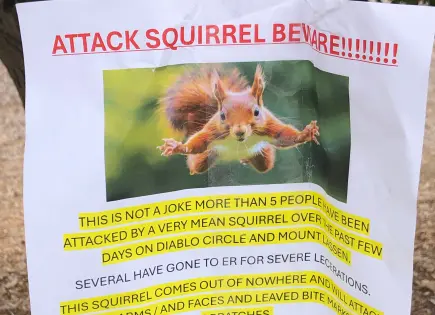 Ardilla agresiva envía a residentes de San Francisco a urgencias