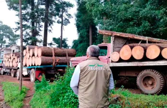 Semarnat y Conafor exigen legislar para frenar la tala clandestina en México