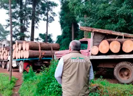 Semarnat y Conafor exigen legislar para frenar la tala clandestina en México Semarnat y Conafor exigen legislar para frenar la tala clandestina en México
