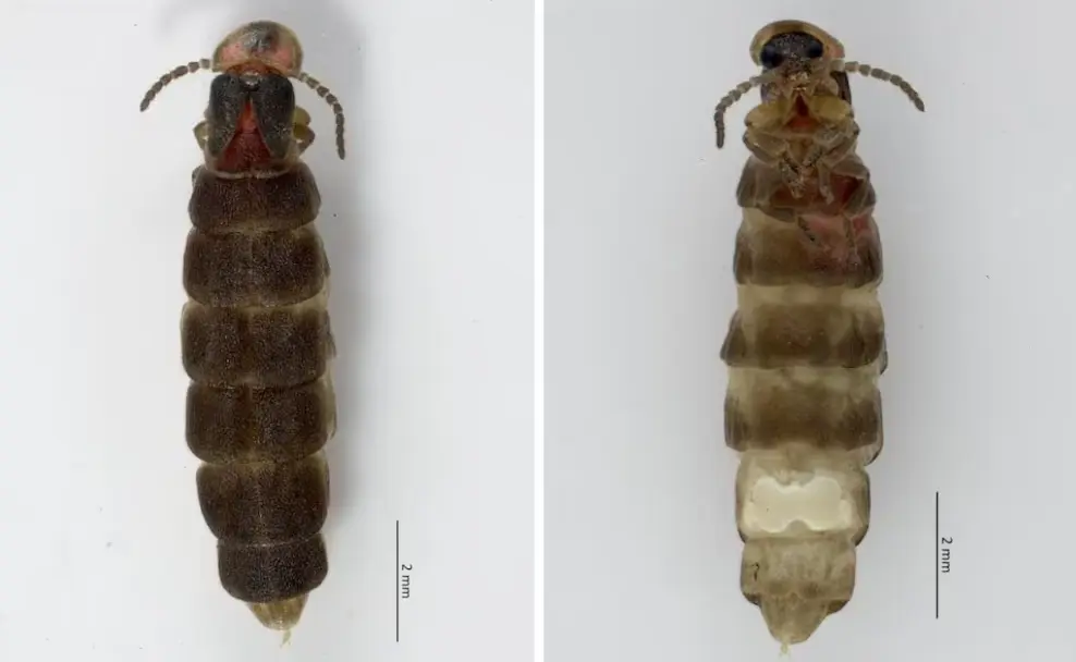 Elección del nombre María Sabina para la luciérnaga descubierta en Chapultepec