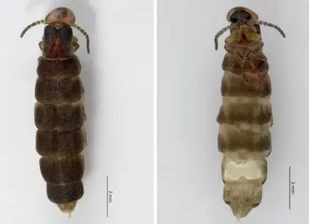 Elección del nombre María Sabina para la luciérnaga descubierta en Chapultepec