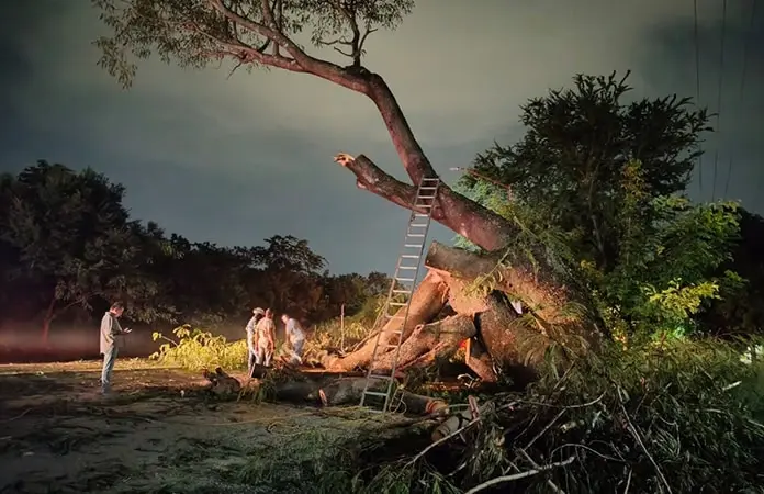 Podan añejo árbol, peligro para escuela