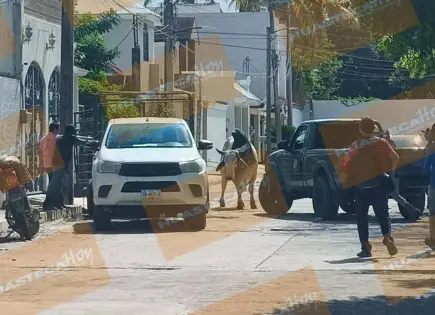 Toro escapa de remolque y genera pánico en Ciudad Valles