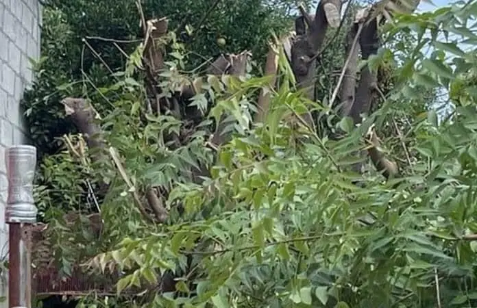 Cita Ecología al mutilador de árboles