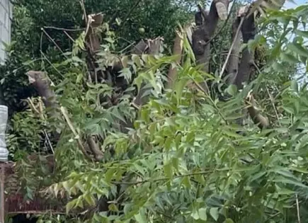 Cita Ecología al mutilador de árboles