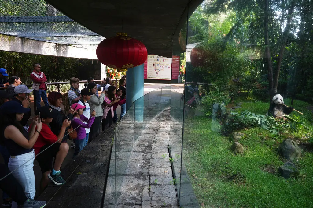 Conservación de pandas en México: historia del cuidador de Xin Xin