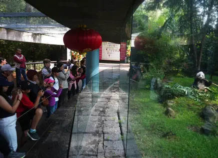 Conservación de pandas en México: historia del cuidador de Xin Xin