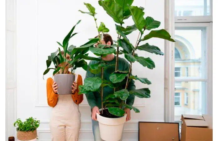 Las plantas que refrescan tu hogar y purifican el aire
