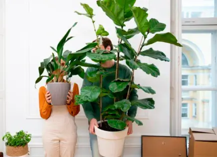 Las plantas que refrescan tu hogar y purifican el aire