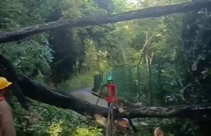 Se desploma gran árbol en paraje de Micos